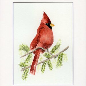 SOLD- Cardinal