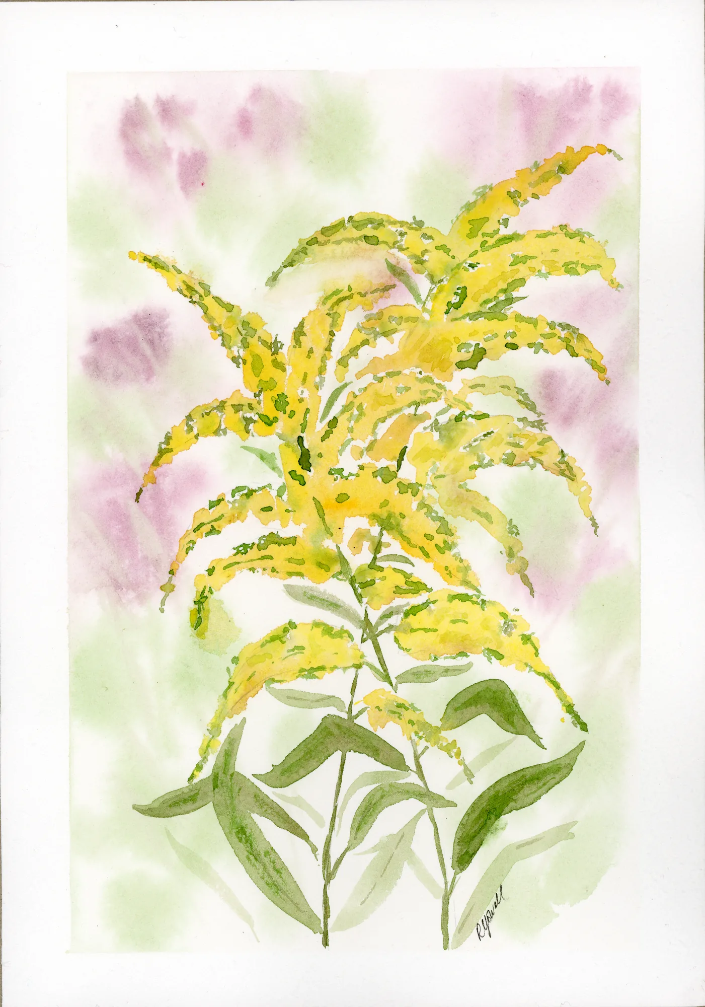 Yellow goldenrod watercolor painting by Rebekah Yowell